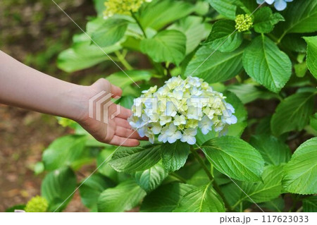 宗吾参道の紫陽花 宗吾参道の紫陽花 117623033