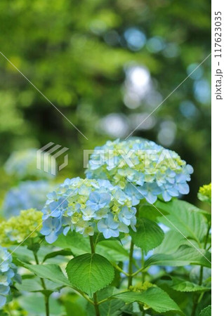 宗吾参道の紫陽花 宗吾参道の紫陽花 117623035