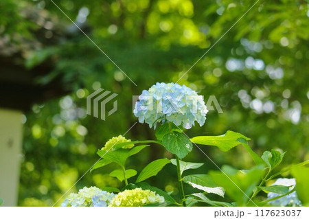 宗吾参道の紫陽花 宗吾参道の紫陽花 117623037