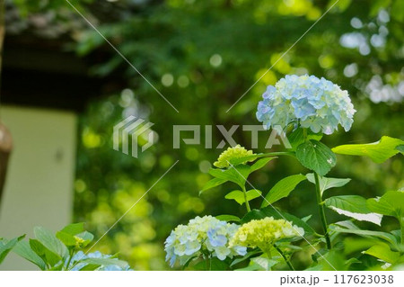 宗吾参道の紫陽花 117623038