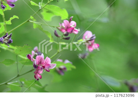 中秋の名月に供える花 117623096