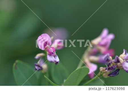 中秋の名月に供える花 117623098
