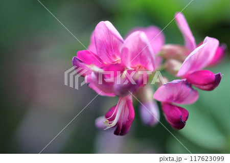 中秋の名月に供える花 117623099