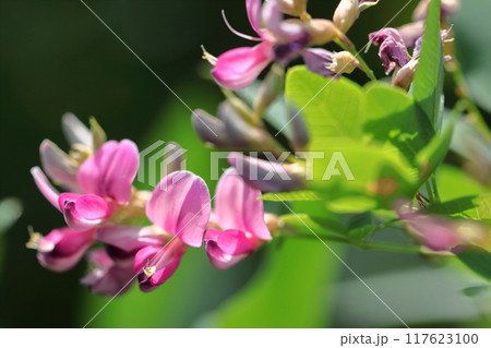 中秋の名月に供える花 117623100
