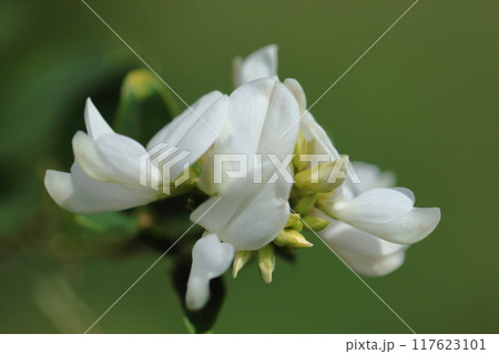 中秋の名月に供える花 117623101