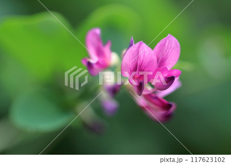 中秋の名月に供える花 117623102