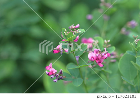 中秋の名月に供える花 中秋の名月に供える花 117623103