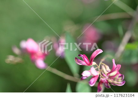 中秋の名月に供える花 117623104