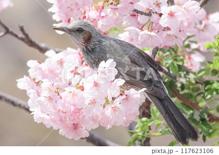 嘴を花粉まみれにして花蜜を吸うヒヨドリ 嘴を花粉まみれにして花蜜を吸うヒヨドリ 117623106