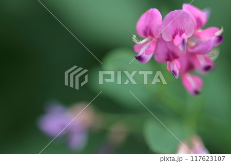 中秋の名月に供える花 117623107