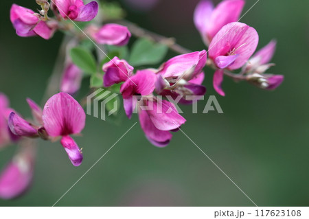 中秋の名月に供える花 117623108