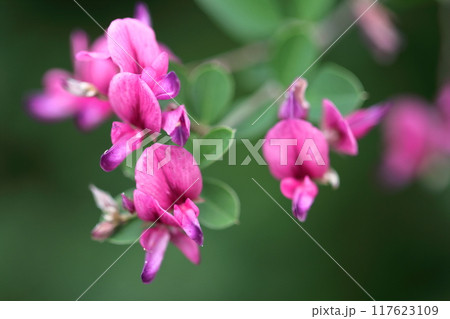 中秋の名月に供える花 117623109