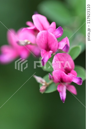 中秋の名月に供える花 117623110