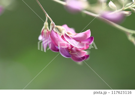 中秋の名月に供える花 117623116