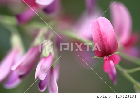 中秋の名月に供える花 中秋の名月に供える花 117623131