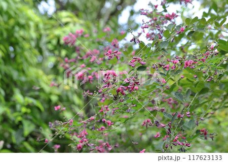 中秋の名月に供える花 117623133