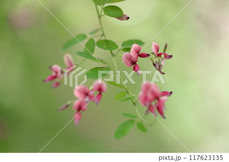 中秋の名月に供える花 117623135