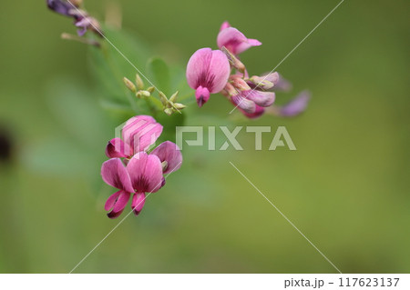 中秋の名月に供える花 117623137