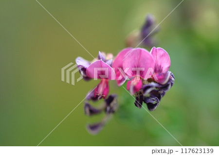 中秋の名月に供える花 中秋の名月に供える花 117623139