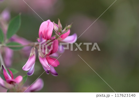 中秋の名月に供える花 117623140