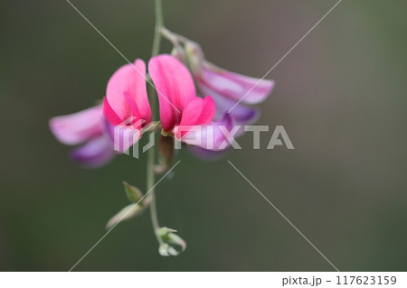 中秋の名月に供える花 117623159