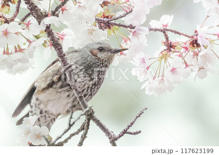 桜の枝にとまるヒヨドリ 117623199