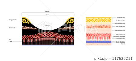 Macula fovea and foveola 117623211