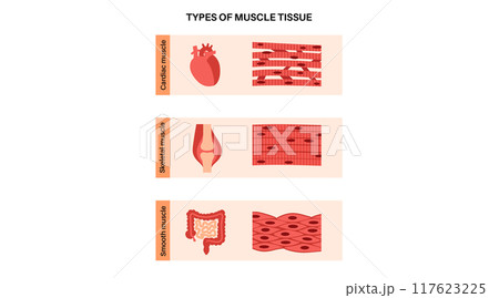 Human muscle tissues Human muscle tissues 117623225