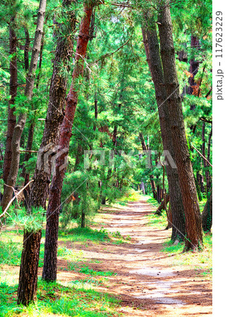 気比の松原 117623229