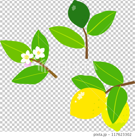 レモンの花と緑色の果実と黄色い果実 117623302