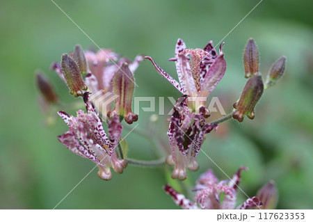格調高い風情ある花 格調高い風情ある花 117623353