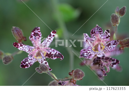 格調高い風情ある花 格調高い風情ある花 117623355