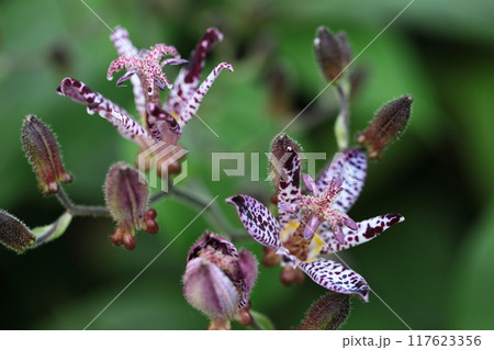 格調高い風情ある花 117623356