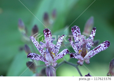 格調高い風情ある花 117623376