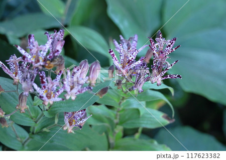 格調高い風情ある花 117623382