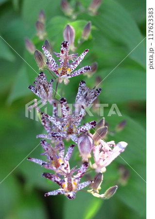 格調高い風情ある花 117623383