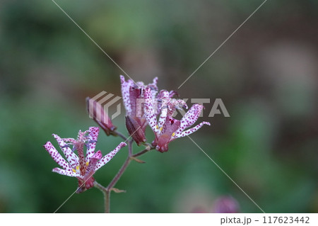 格調高い風情ある花 格調高い風情ある花 117623442