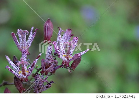 格調高い風情ある花 格調高い風情ある花 117623445