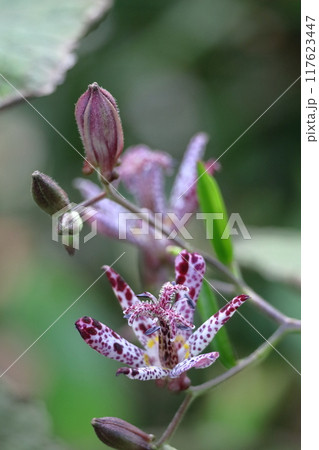 格調高い風情ある花 117623447