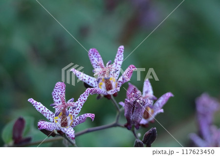 格調高い風情ある花 格調高い風情ある花 117623450