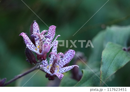 格調高い風情ある花 117623451