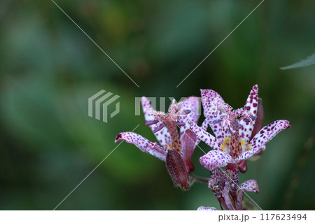 格調高い風情ある花 117623494