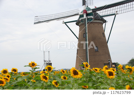 ひまわり 117623799