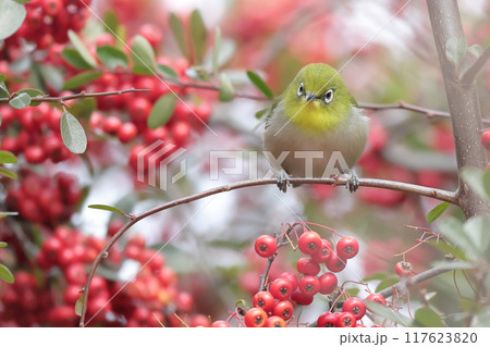 赤い実を食べに来たメジロ 赤い実を食べに来たメジロ 117623820