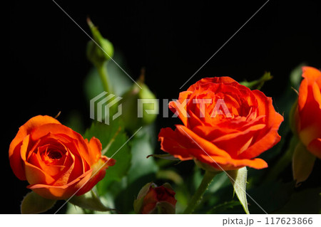 ベイブ ベイブ 117623866