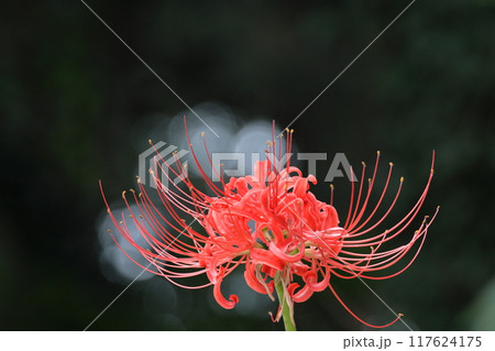 情熱の花 情熱の花 117624175
