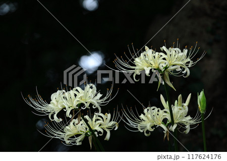 情熱の花 情熱の花 117624176