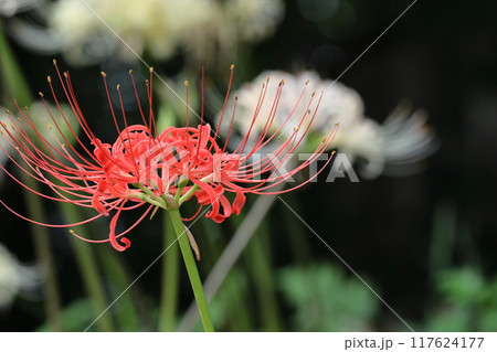 情熱の花 117624177