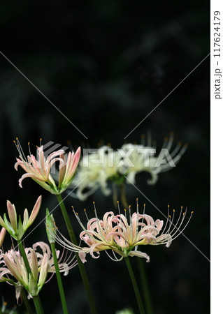 情熱の花 情熱の花 117624179