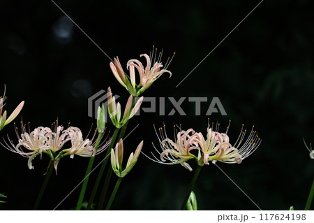 情熱の花 117624198